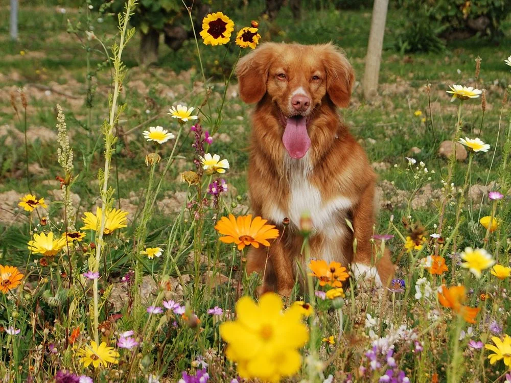 La alimentacion de los perros actuales y sus ancestros