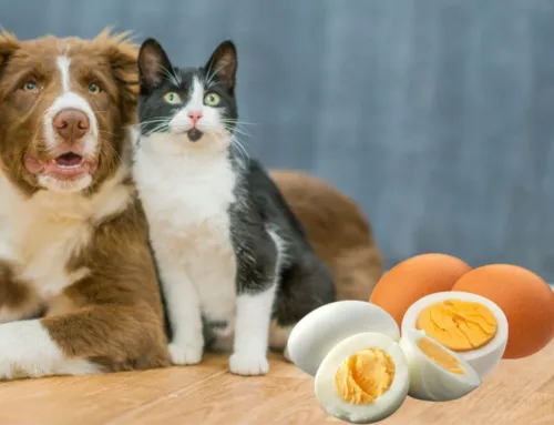 ¿Pueden los perros y los gatos comer huevo?