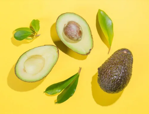 ¿Puedo darle aguacate a mi perro? La verdad Sobre el Aguacate.