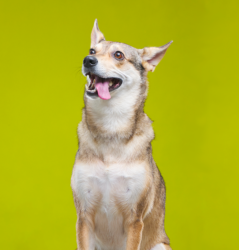 Suplementos, vitaminas, Galletas y Snacks saludables para perros y gatos - Productos funcionales y saludables - mungos.co Kiwi